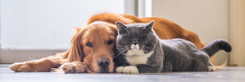 New Laws - Dog and Cat Pet Bylaws_JS Mueller & Co Strata Lawyers